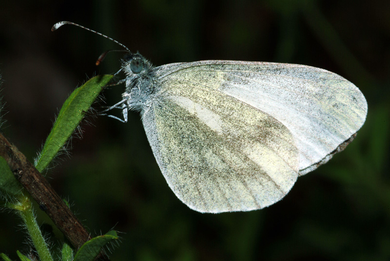 Da determinare 3 - Leptidea sp.